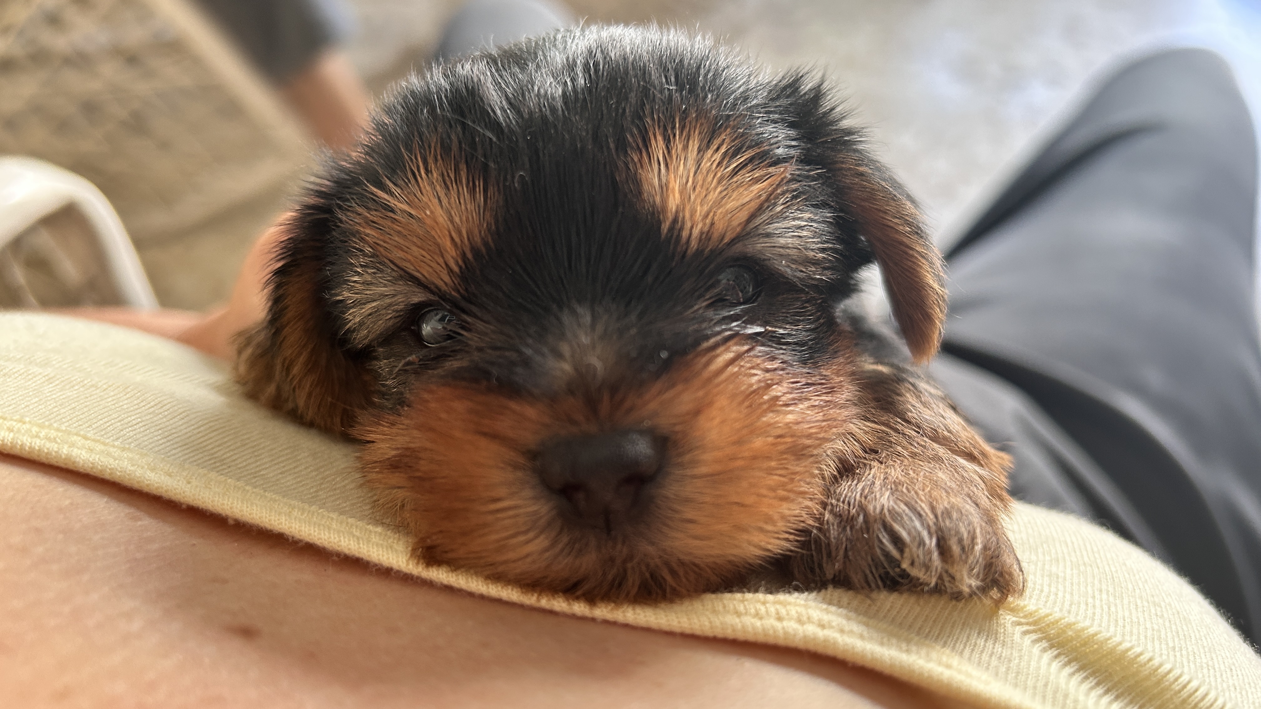 animales y mascotas - Cachorros Yorkie terrier  6