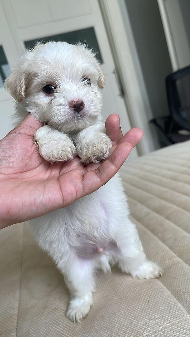 animales y mascotas - Cachorros Shih Tzu x Maltés,tercera camada, sanos, comen purina,nacidos mayo 30 8