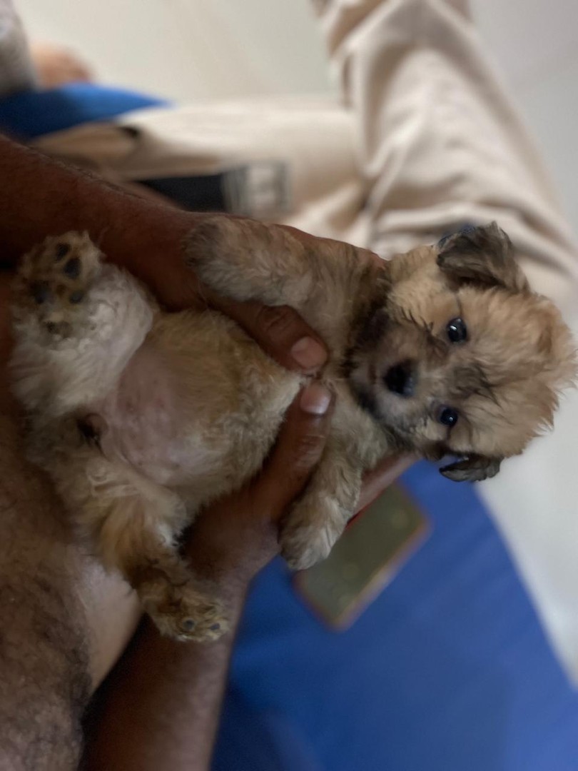 animales y mascotas - Cachorro shihpoo,shipoo,malte,poodle,podle 4