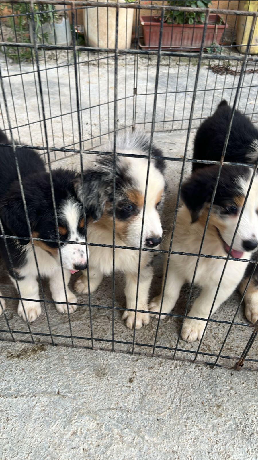 animales y mascotas - Cachorritas de Australian Shepherd 1