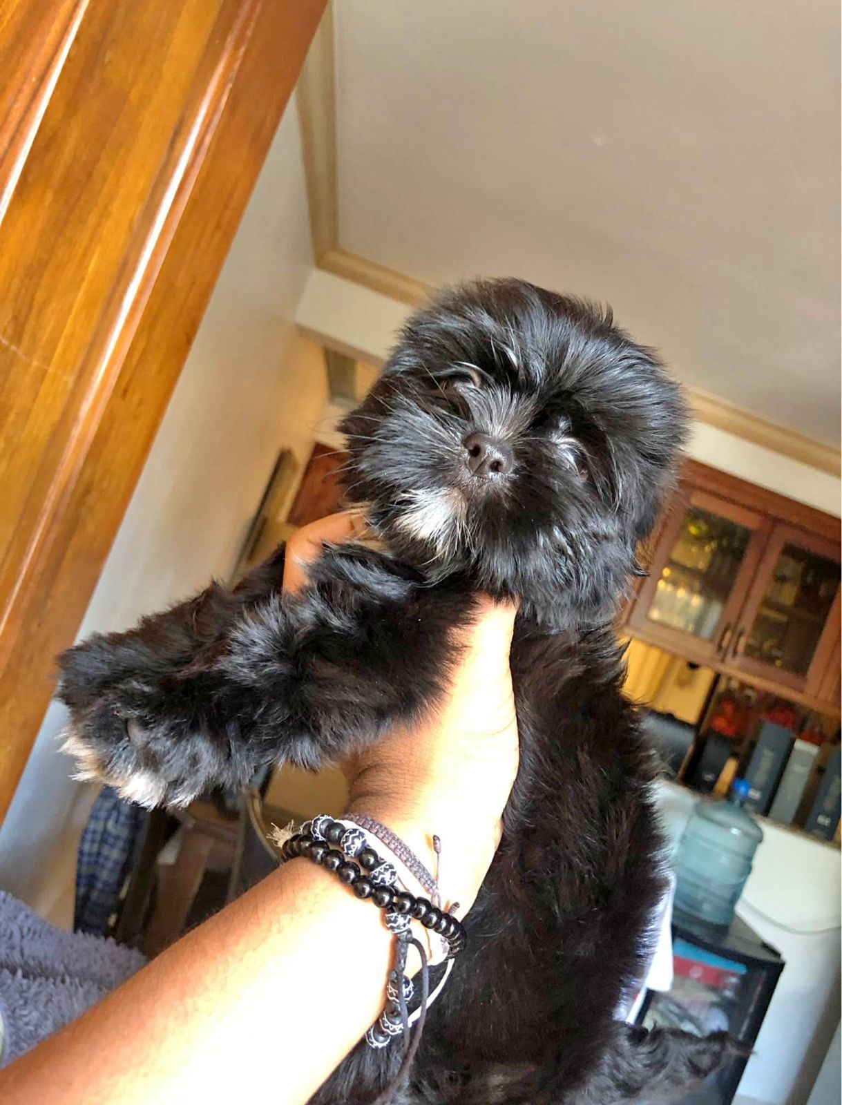 animales y mascotas - HERMOSOS CACHORROS SHIHPOO 3