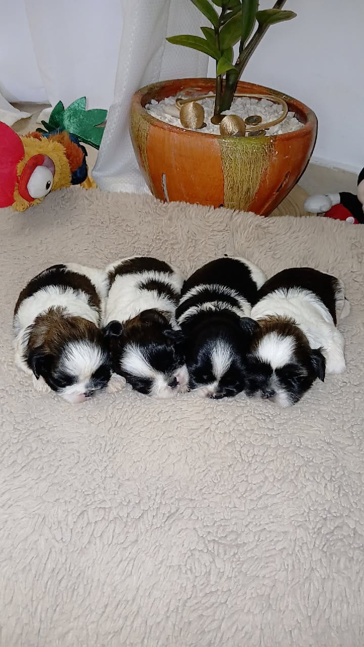 animales y mascotas - excelente cachorros shih tzu ambos sexo