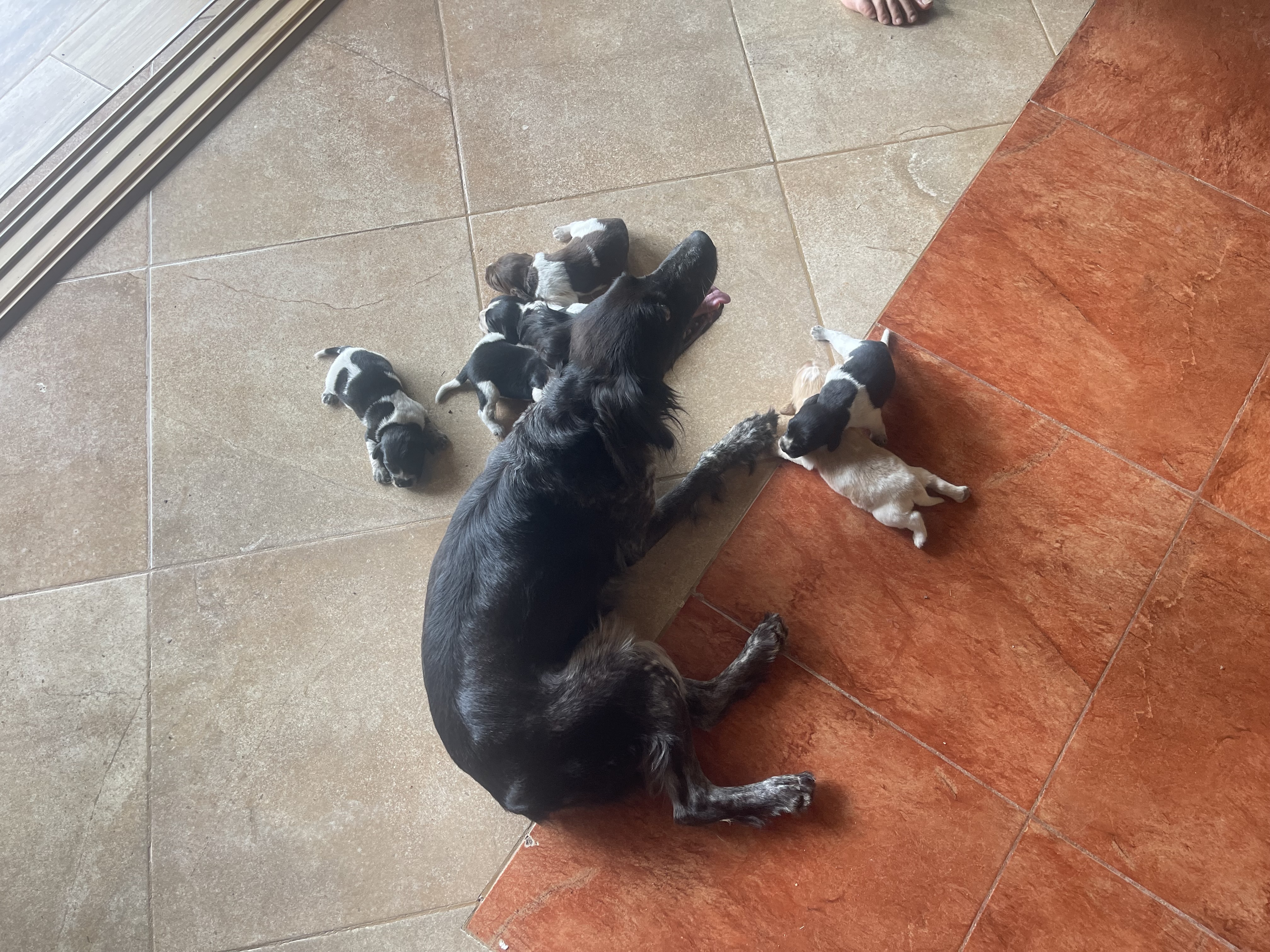 animales y mascotas - Cachorros.Perros de caceria (caza)  1