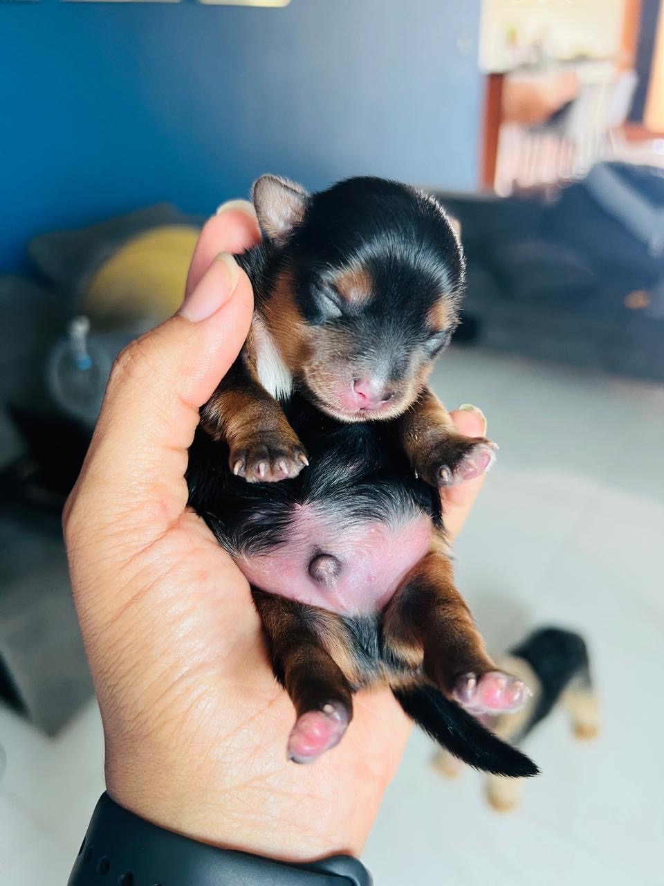 animales y mascotas - Cachorro de yorki  0