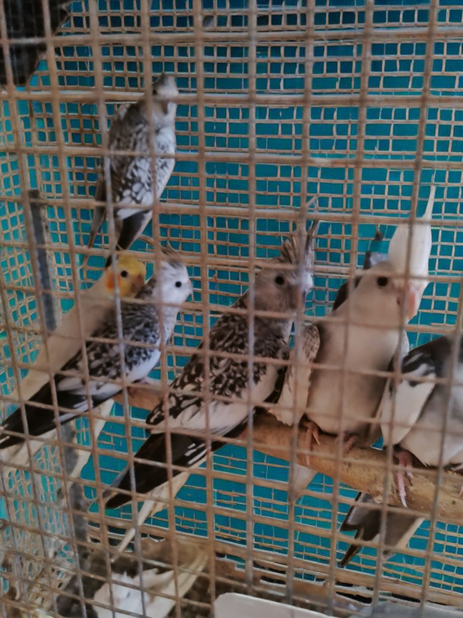 animales y mascotas - Buscando hogar, cacatúas, agapornis, alondras, aves 