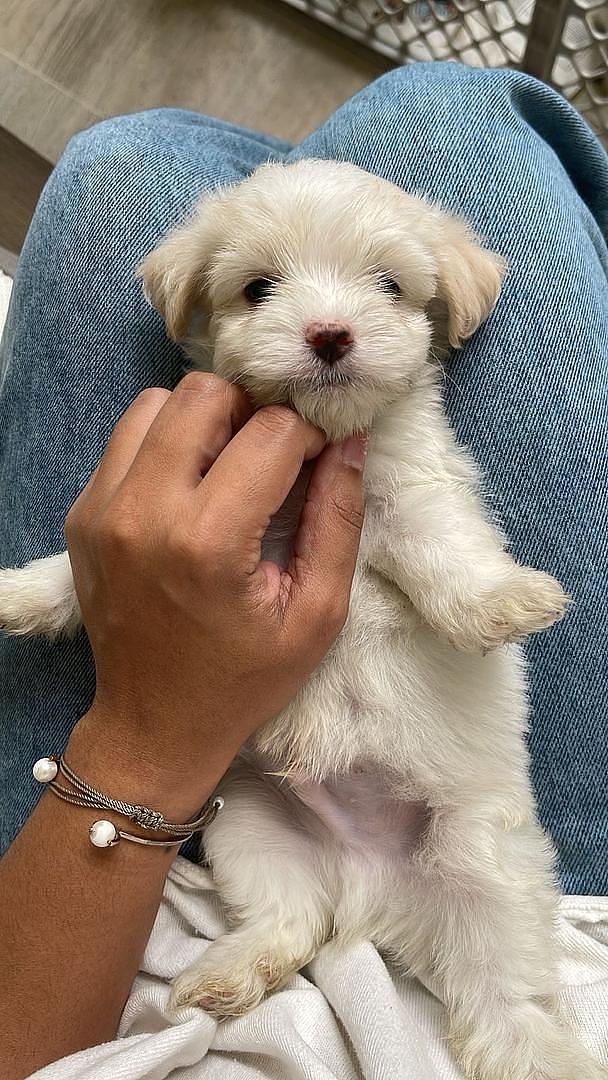 animales y mascotas - Cachorros Shih Tzu x Maltés,tercera camada, sanos, comen purina,nacidos mayo 30 9