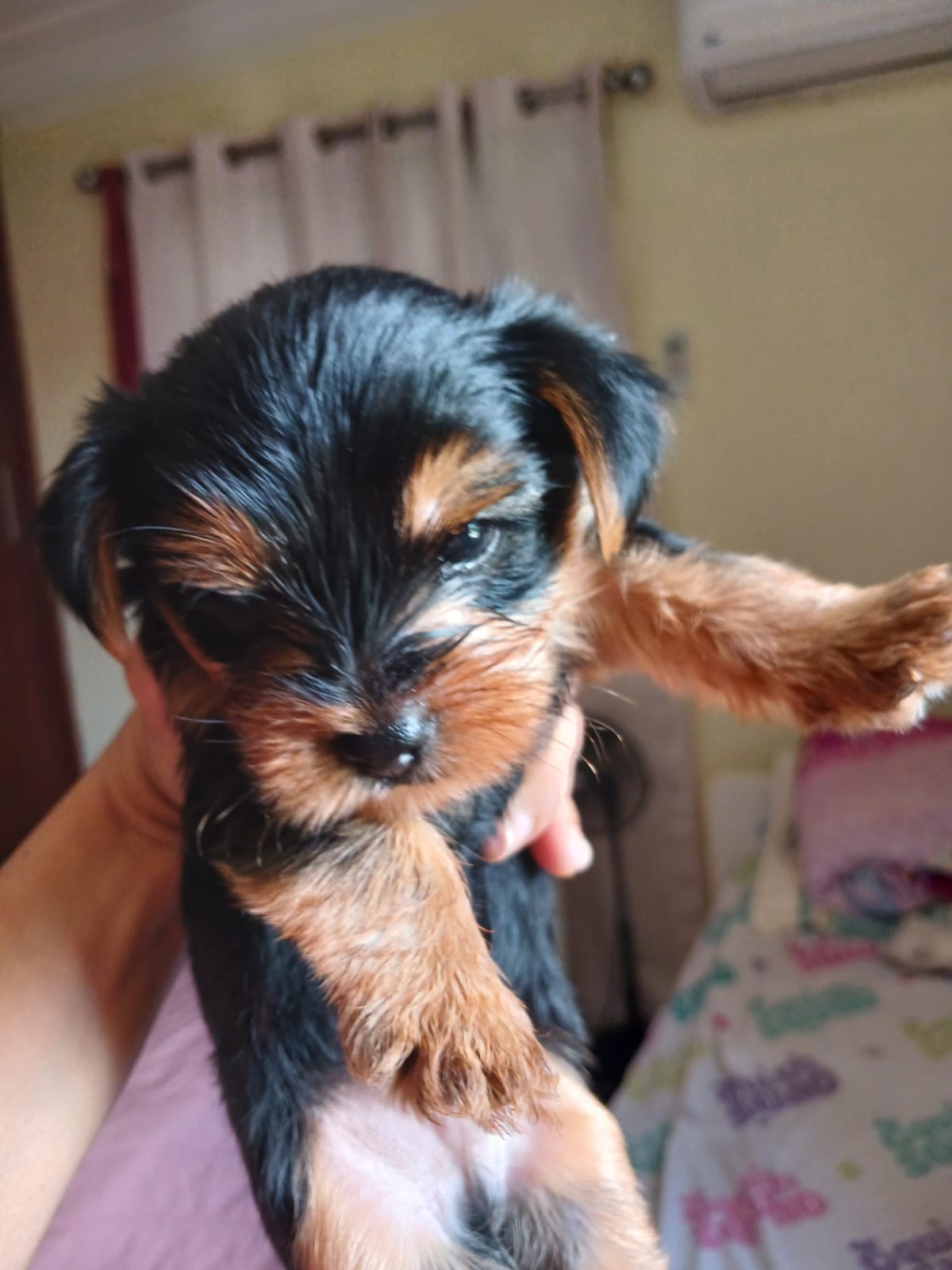 animales y mascotas - 🐶 Perro Mestizo Yorkshire Terrier con Chihuahua 1