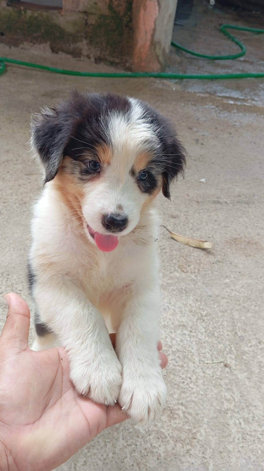 animales y mascotas - Cachorritas de Australian Shepherd 2
