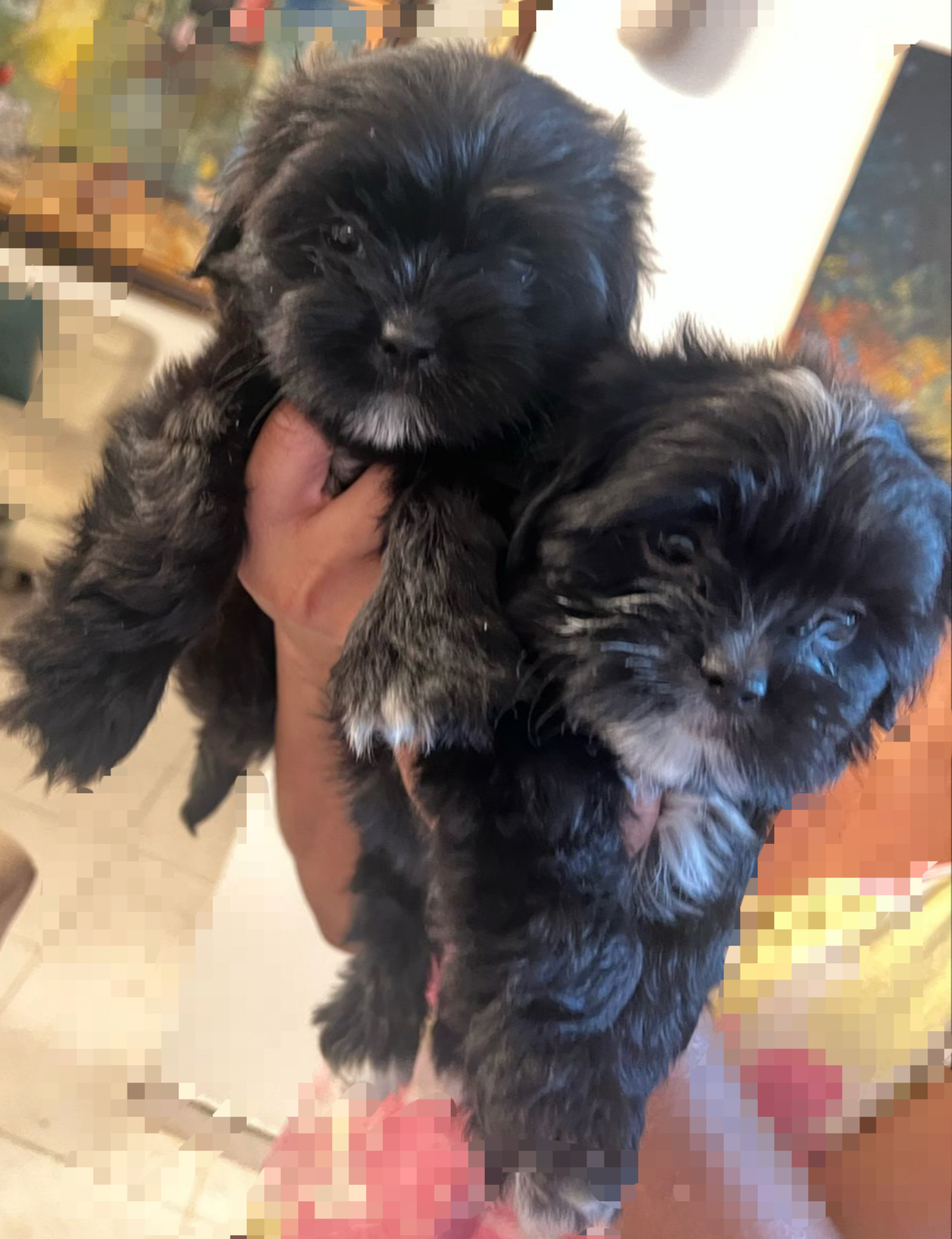 animales y mascotas - HERMOSOS CACHORROS SHIHPOO 4