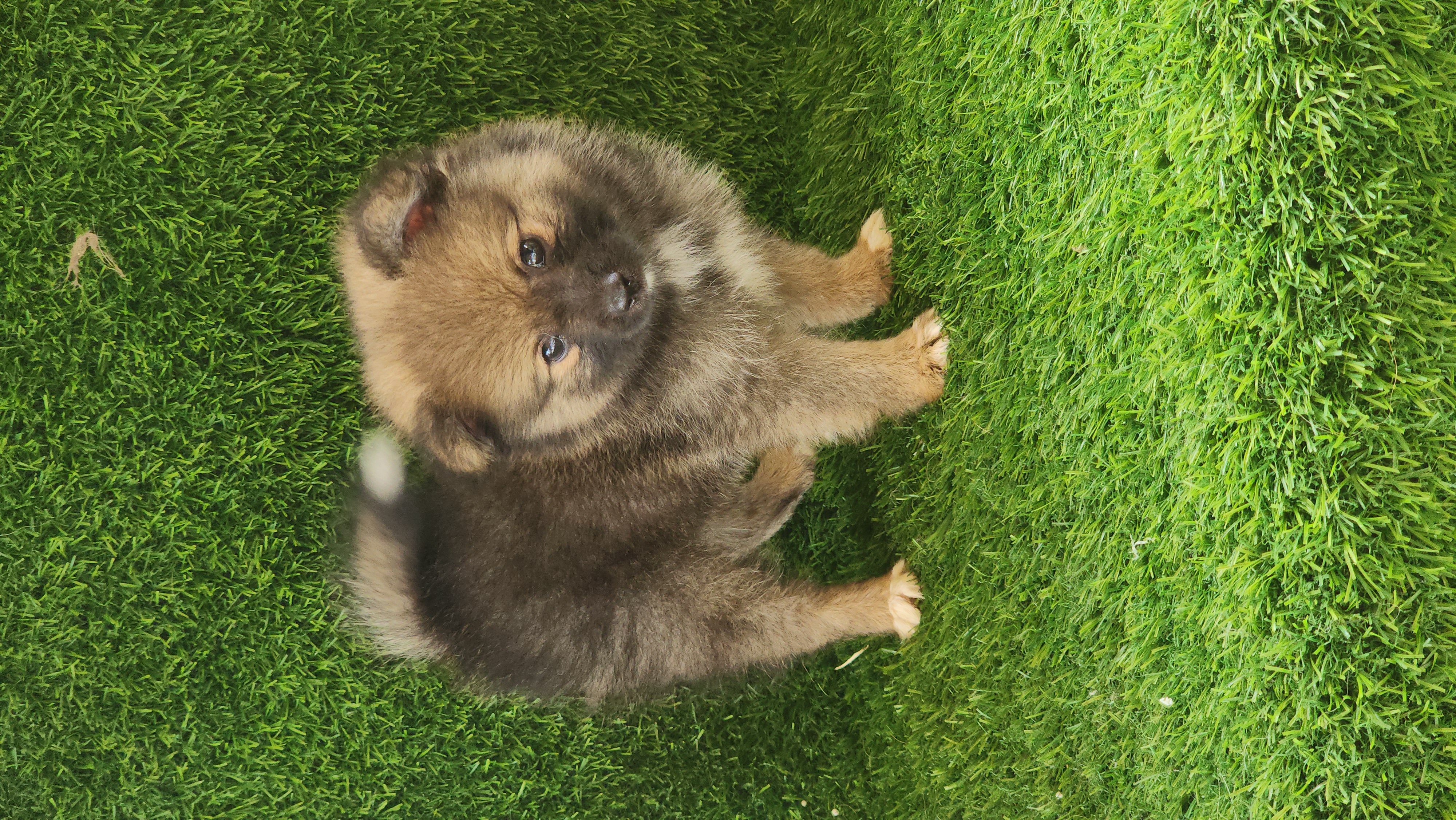 animales y mascotas - Cachorro Pomerania 