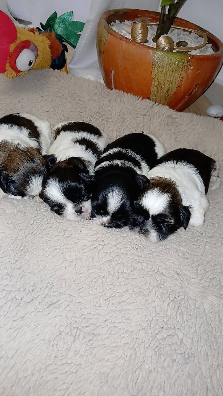 animales y mascotas - excelente cachorros shih tzu ambos sexo 1