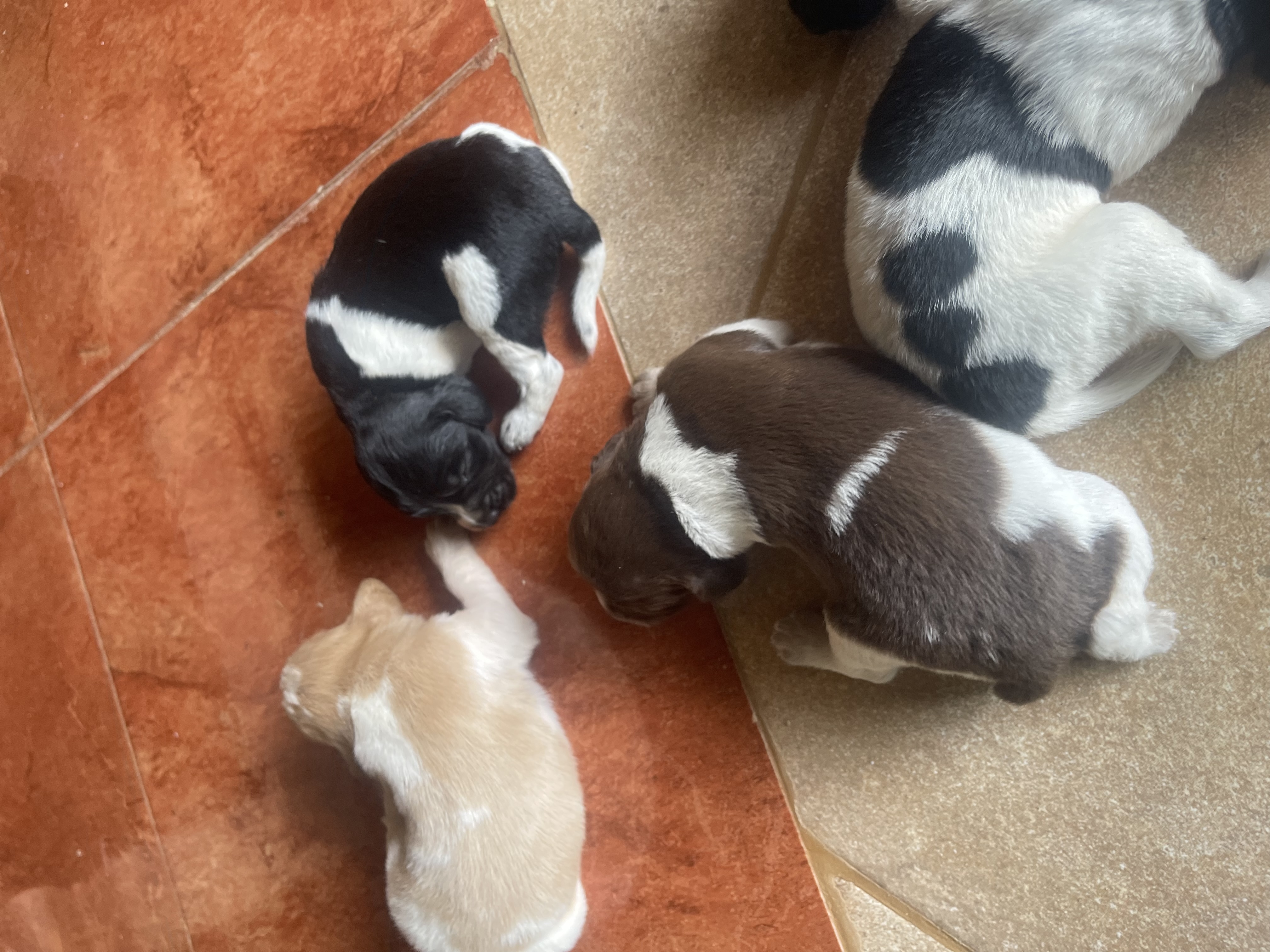 animales y mascotas - Cachorros.Perros de caceria (caza)  2