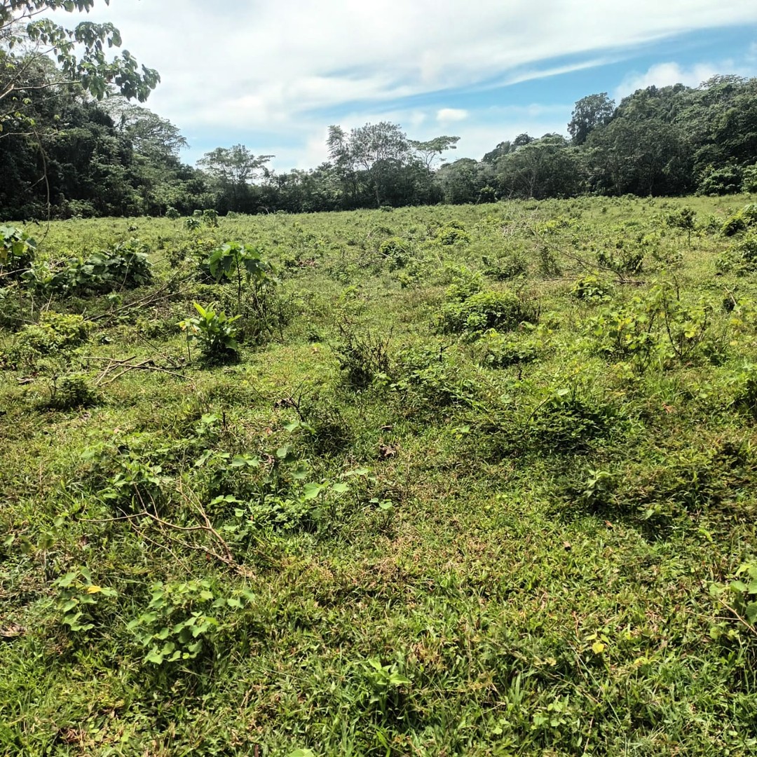 solares y terrenos - Finca en Bayaguana 0