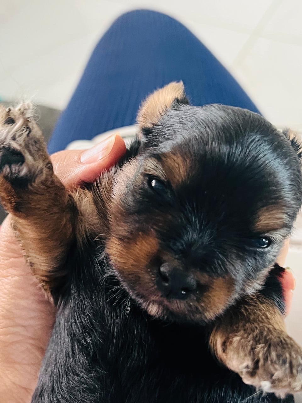 animales y mascotas - Cachorro de yorki  1