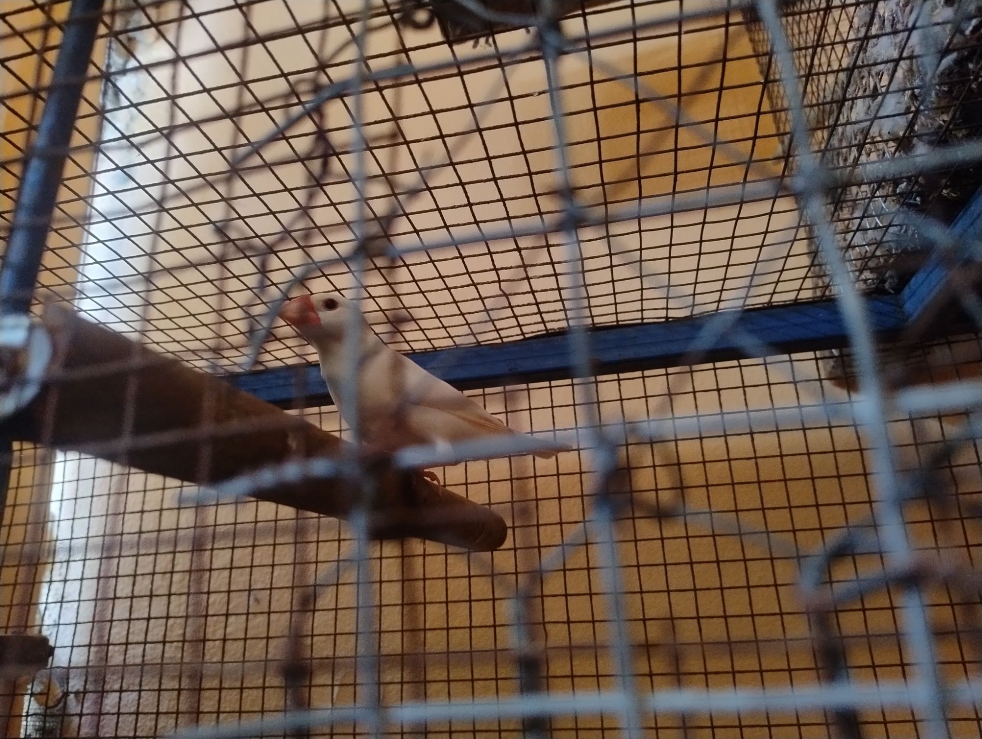 animales y mascotas - Buscando hogar, cacatúas, agapornis, alondras, aves  1