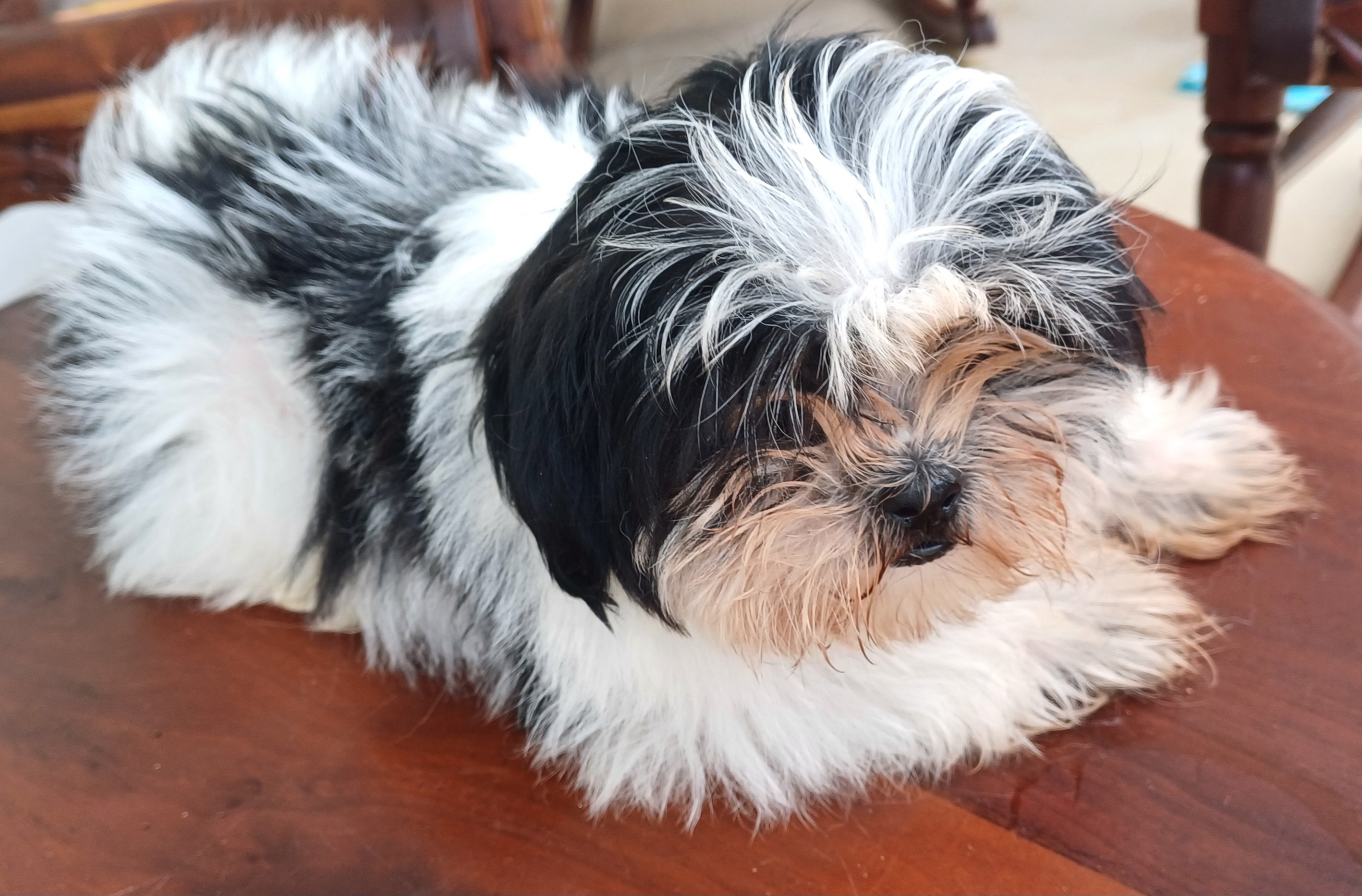 animales y mascotas - Cachorro Shih Tzu 1
