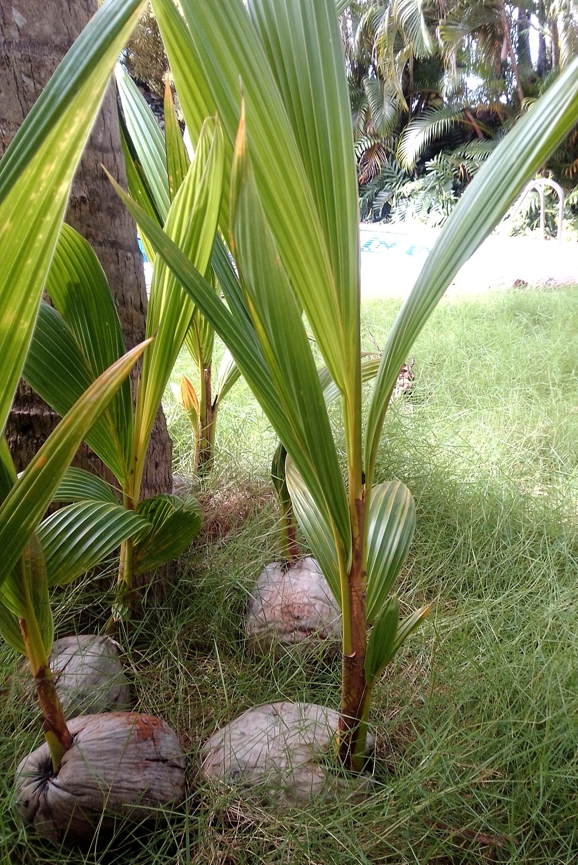 herramientas, jardines y exterior - Plantas y semillas de Coco Nucifera/ Hawaiana  1