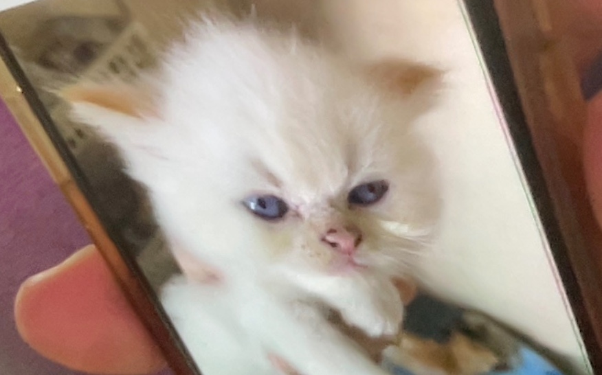 animales y mascotas - Gatito Persa Doll Face Himalayo Flame Point  1