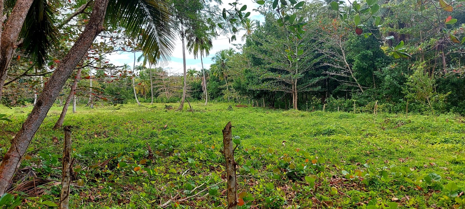 solares y terrenos - Samana las terrenas 