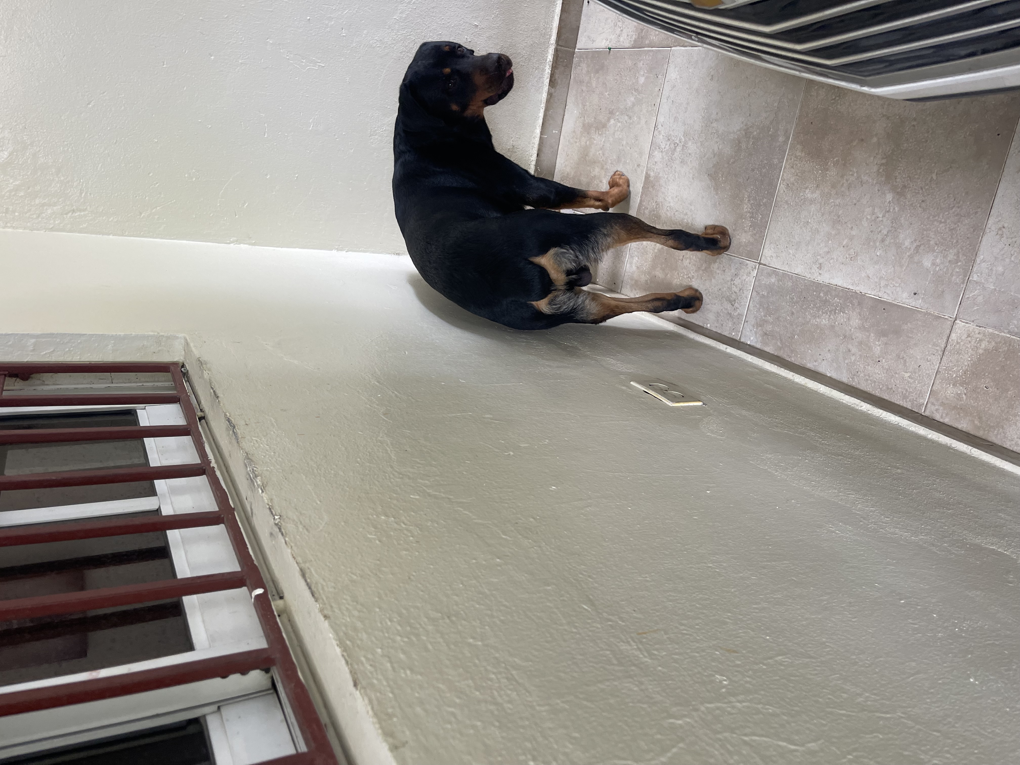 animales y mascotas - Vendo rotweiller cachorro  5