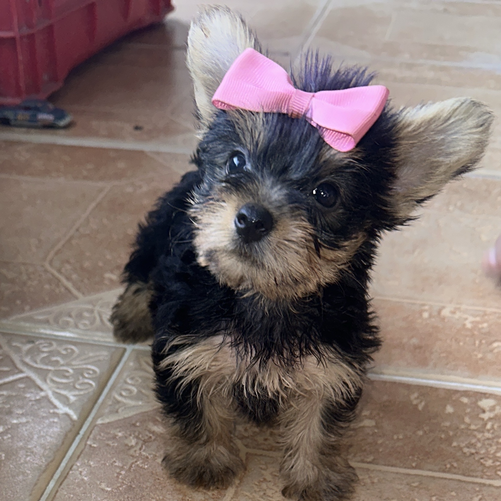animales y mascotas - yorkie mini hembras excelente calidad  0