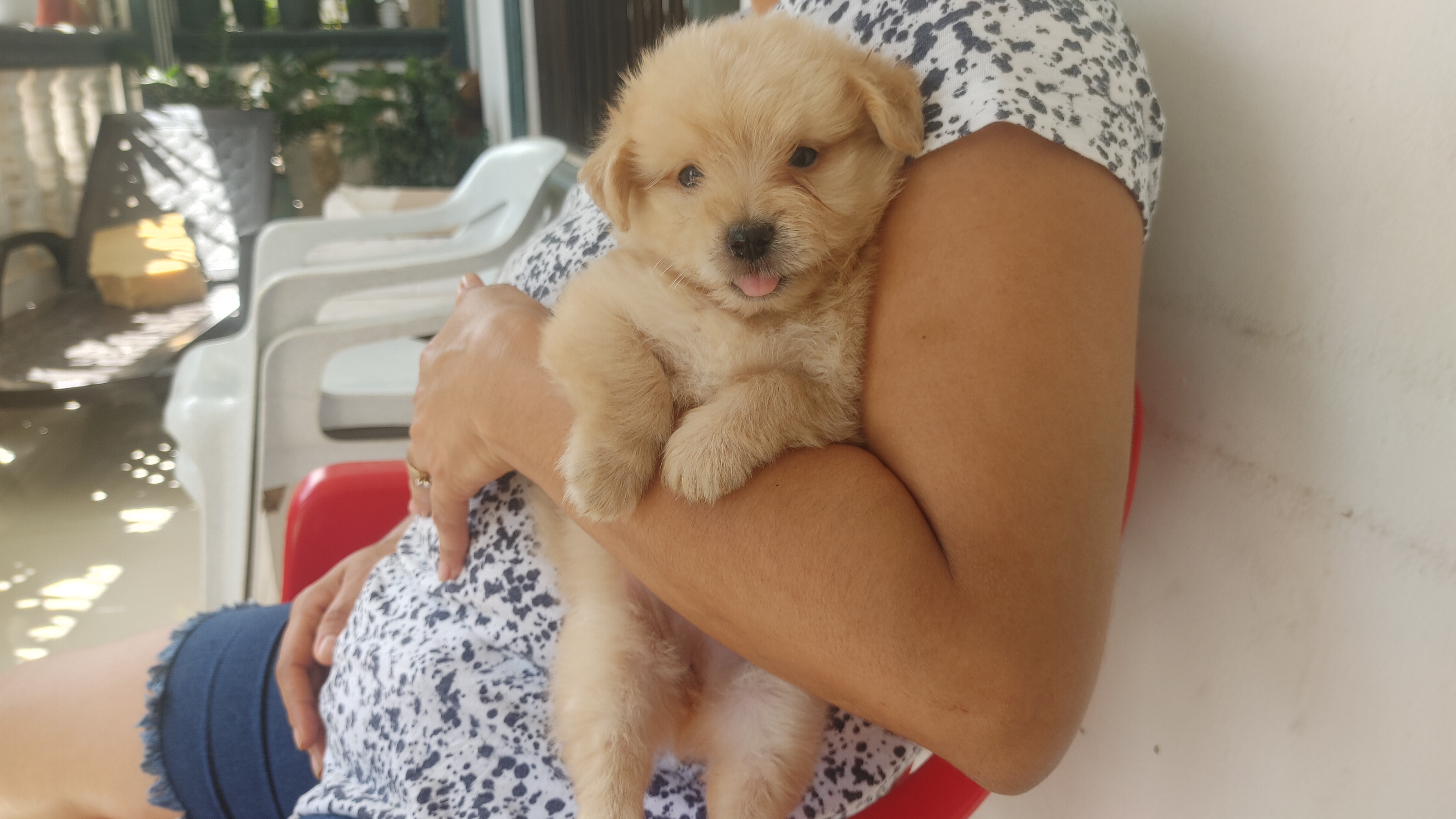 animales y mascotas - Cachorro shihpoo,shipoo,malte,poodle,podle 1