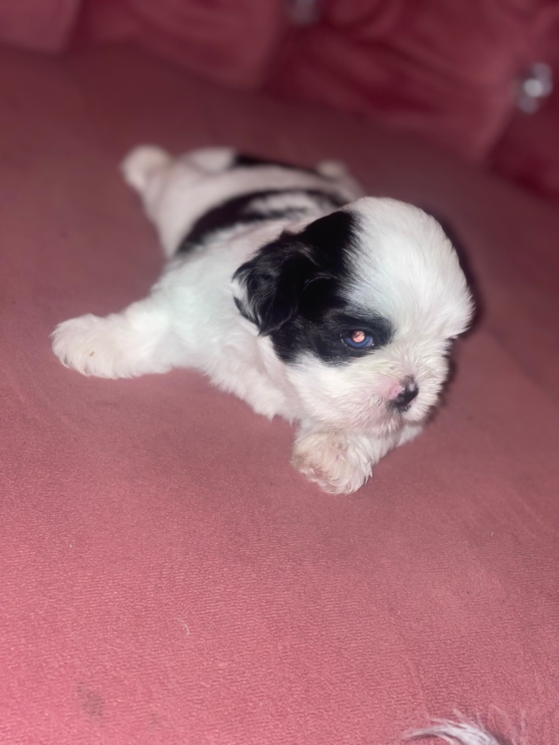 animales y mascotas - Perritos Shih tzu mini  4