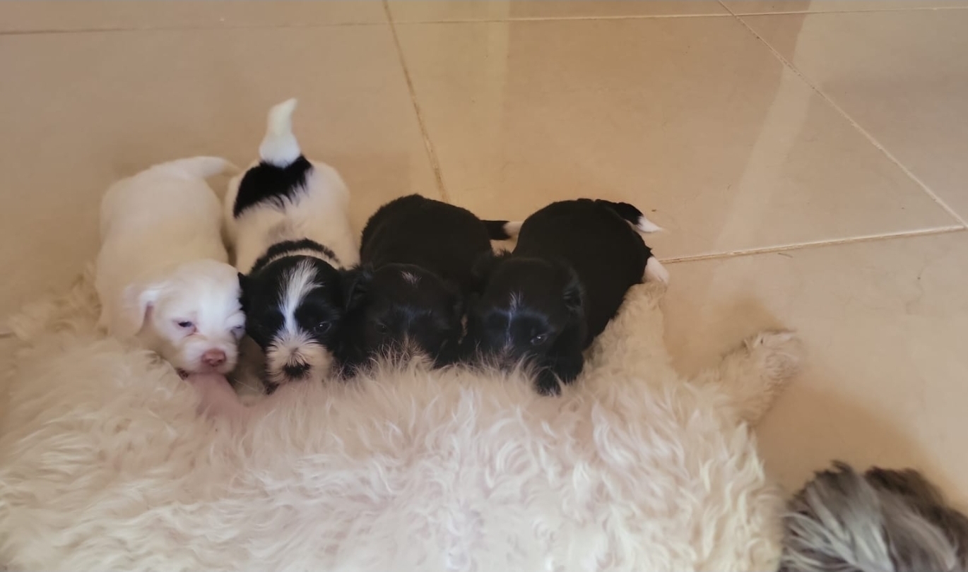 animales y mascotas - Shipoo  4