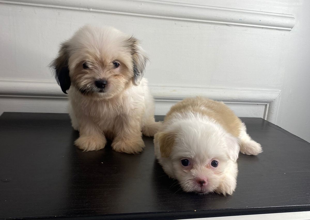 animales y mascotas - Shipoo hembra  2
