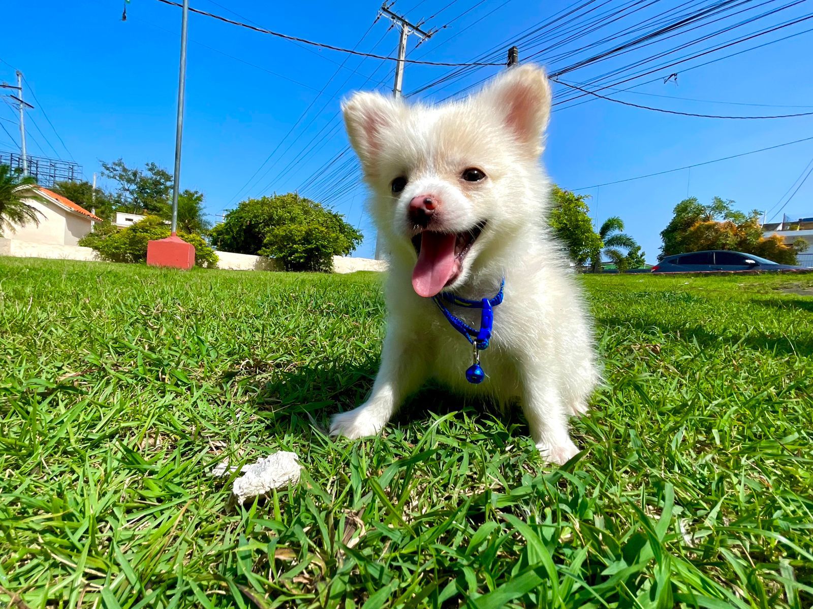 animales y mascotas - pomeranias cachorro 0