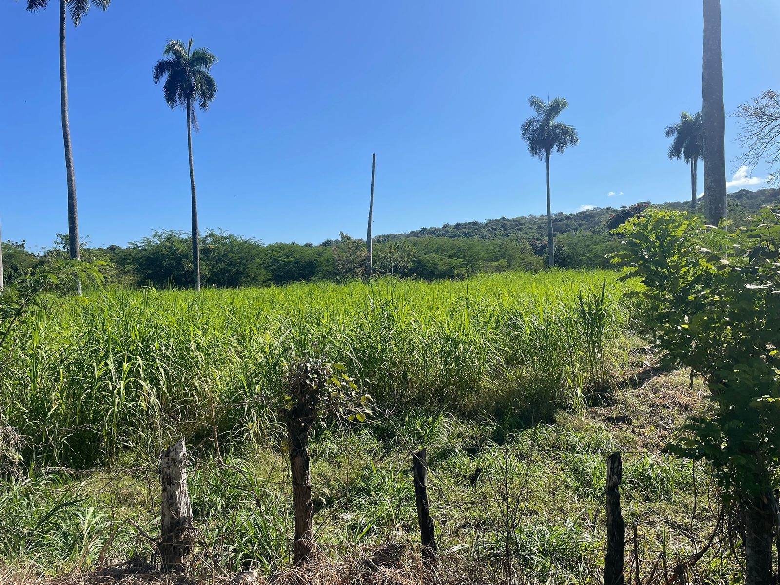 solares y terrenos - Se vende finca en Puerto plata de 4,929 de tareas 2