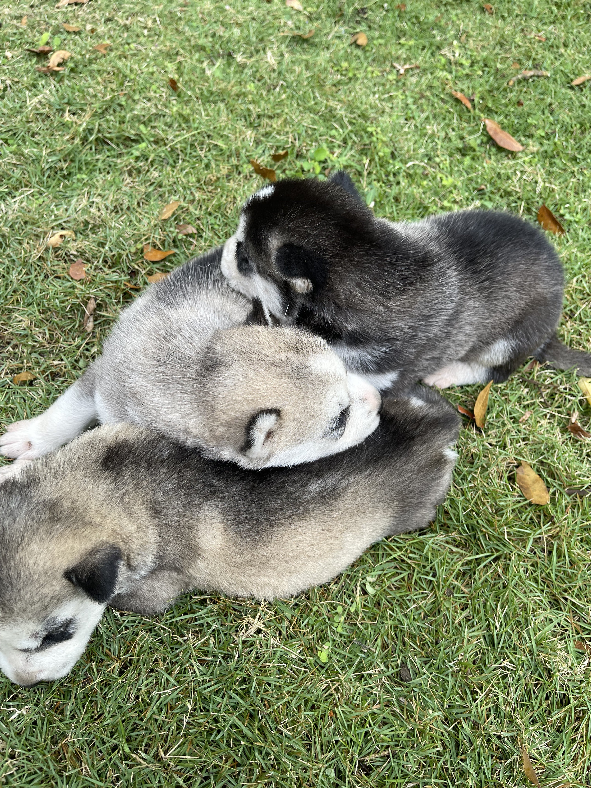 animales y mascotas - Husky siberiano  0