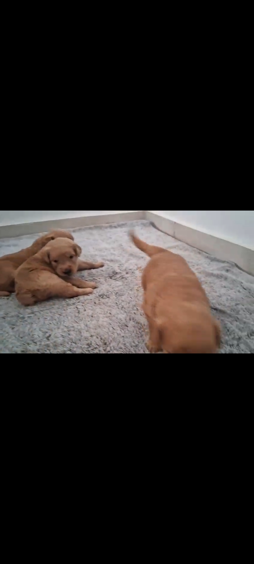 animales y mascotas - cachorros golden retriever ambos sexo  1