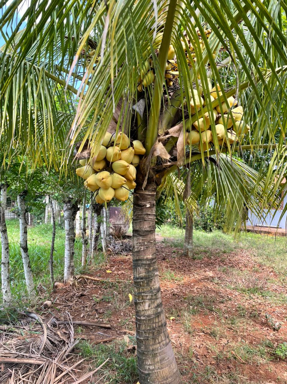 solares y terrenos - Finca Ganadera en Bayaguana de 855 tareas  8
