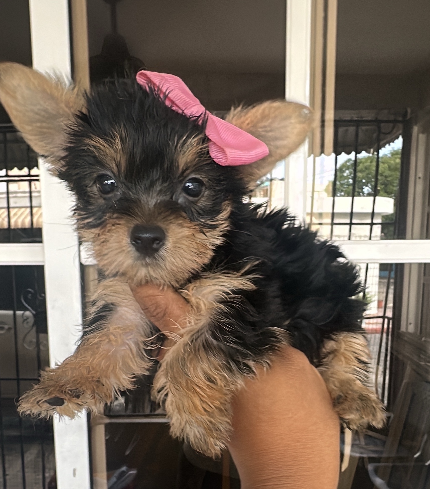 animales y mascotas - yorkie mini hembras excelente calidad  1