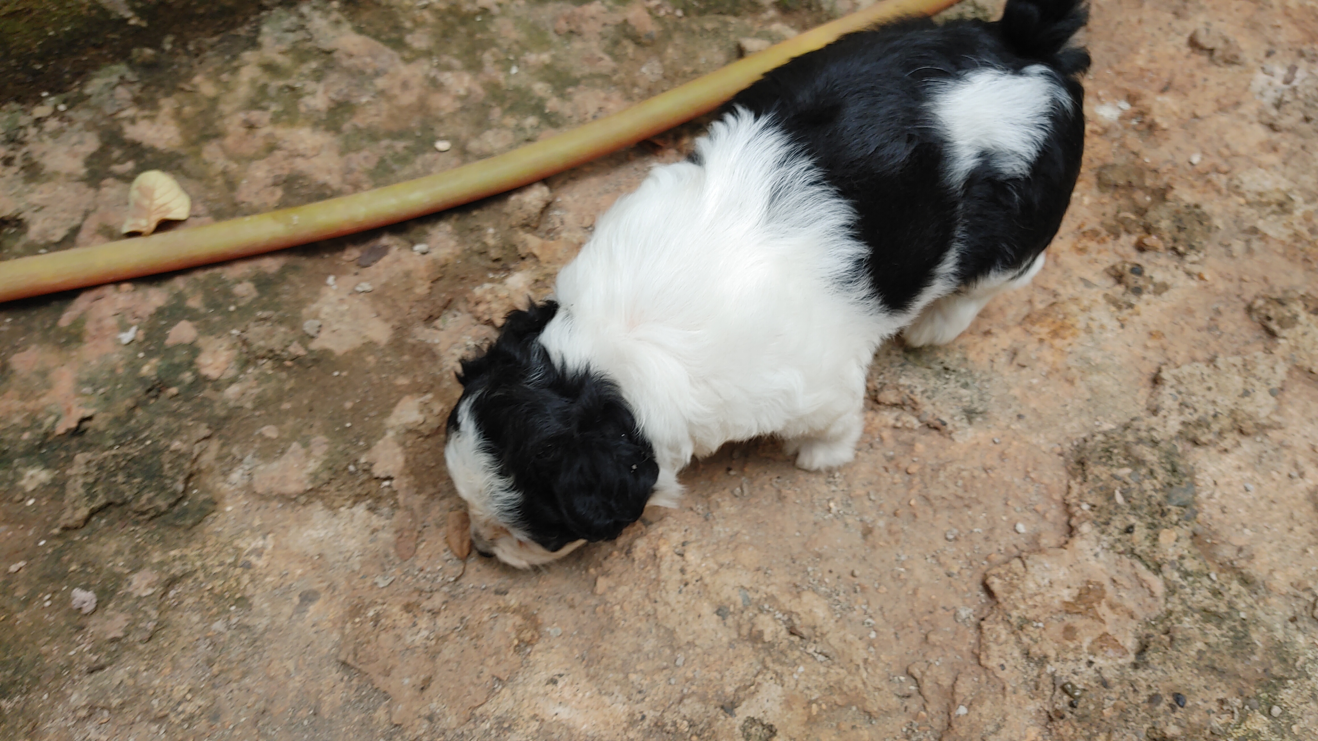 animales y mascotas - Cachorro shihpoo,shipoo,malte,poodle,podle 2