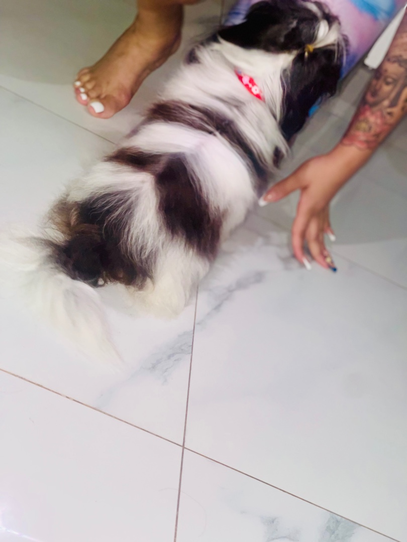 animales y mascotas - Perritos Shih tzu mini  5