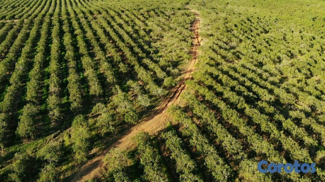 solares y terrenos - Finca de 5232 tareas totalmente ganadera y agrícol 8