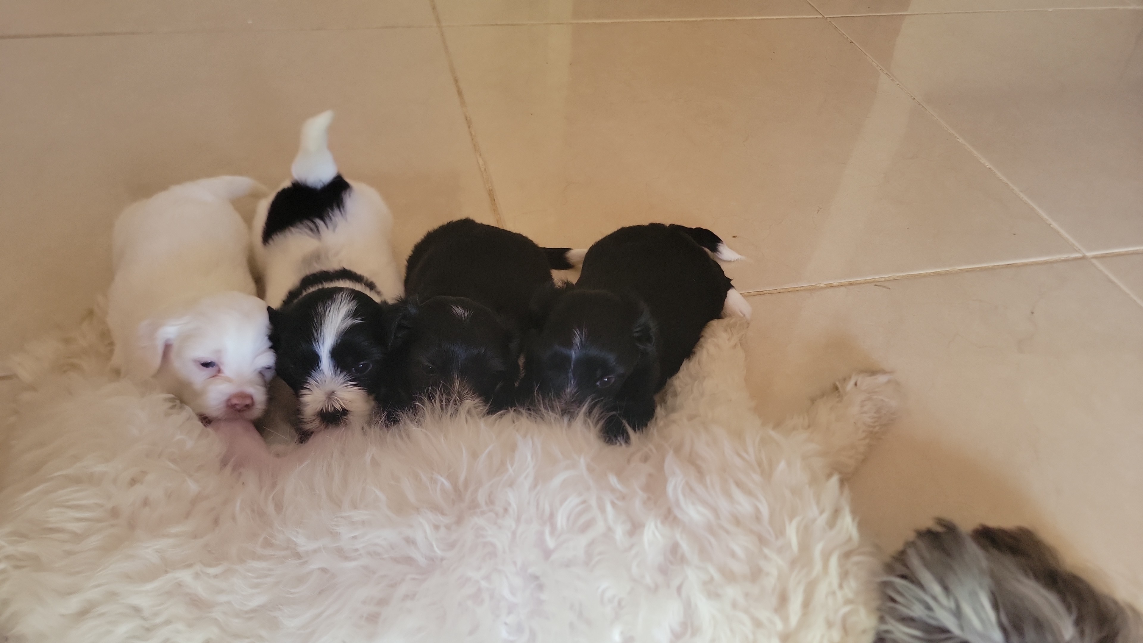 animales y mascotas - Shipoo  5