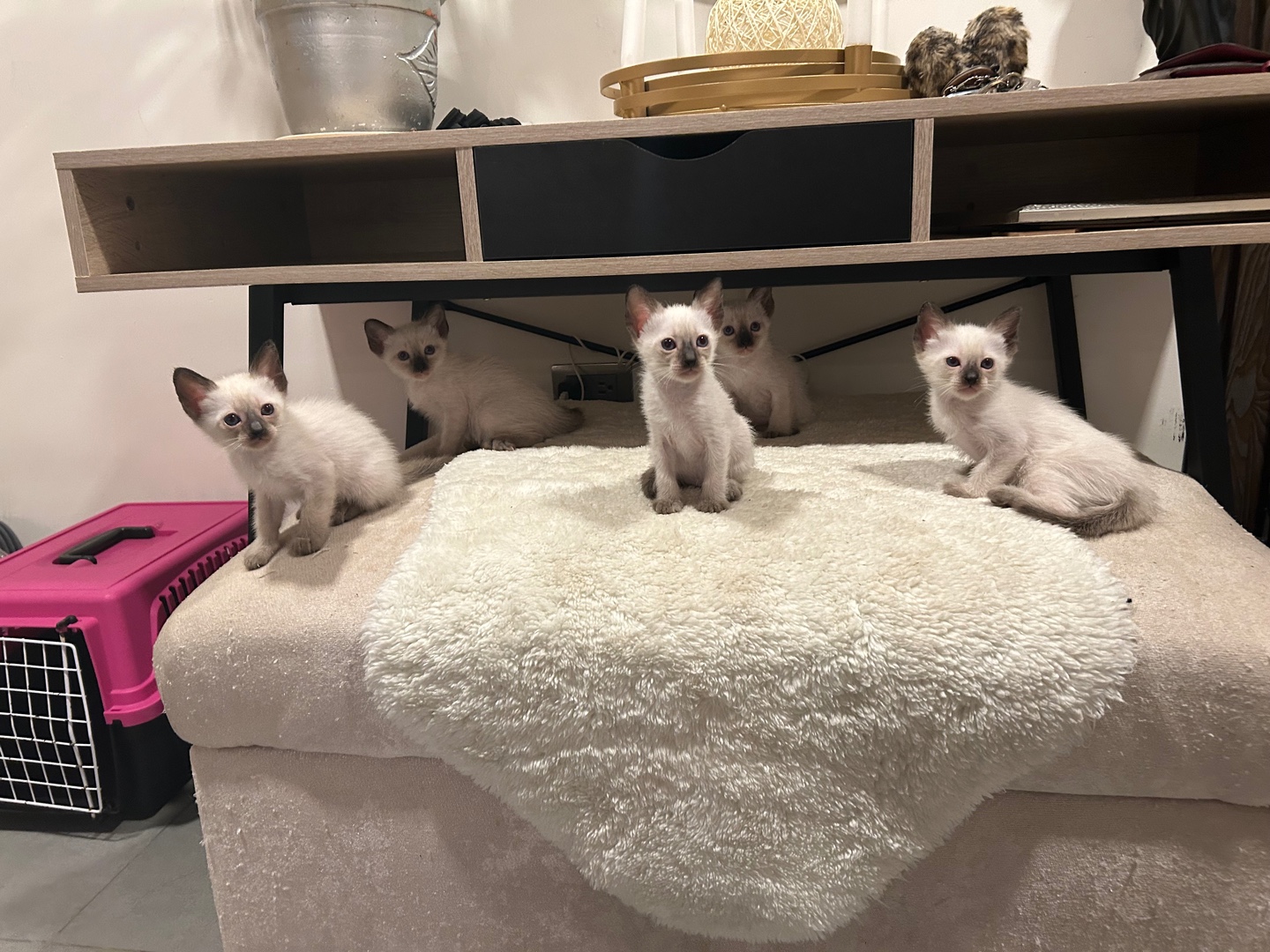 animales y mascotas - GATOS SIAMES EN VENTA!  4
