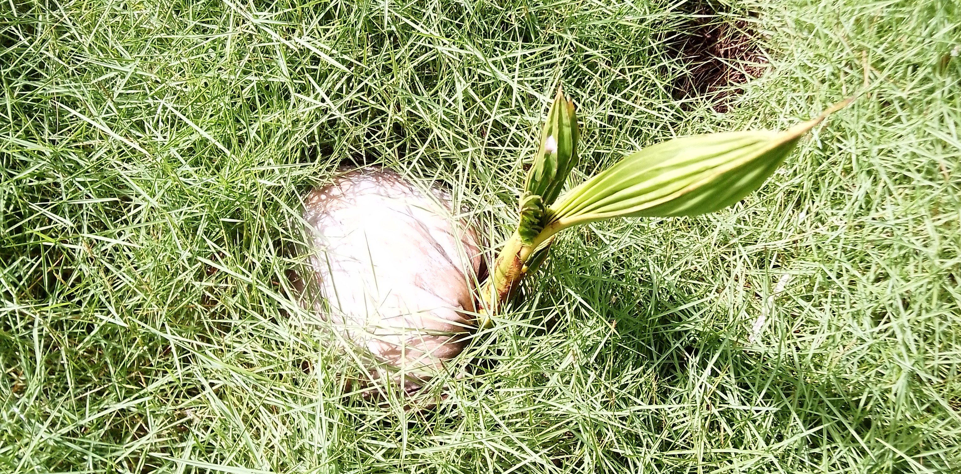 herramientas, jardines y exterior - Plantas y semillas de Coco Nucifera/ Hawaiana  0