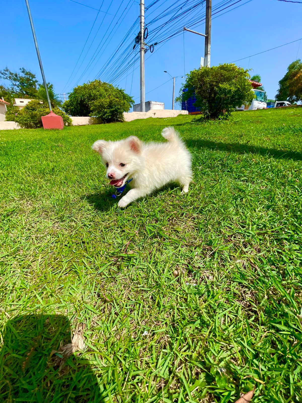 animales y mascotas - pomeranias cachorro 1