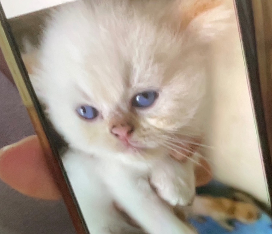 animales y mascotas - Gatito Persa Doll Face Himalayo Flame Point 