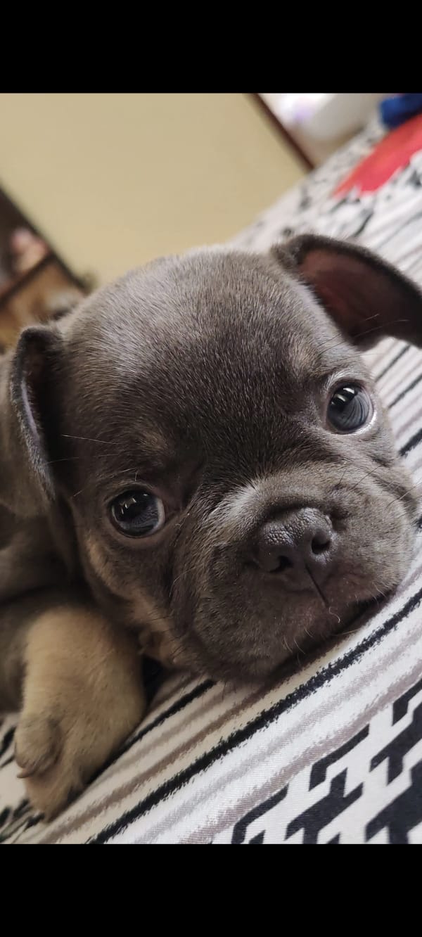 animales y mascotas - Vendo mi Bulldog Francés con Pedigree  0