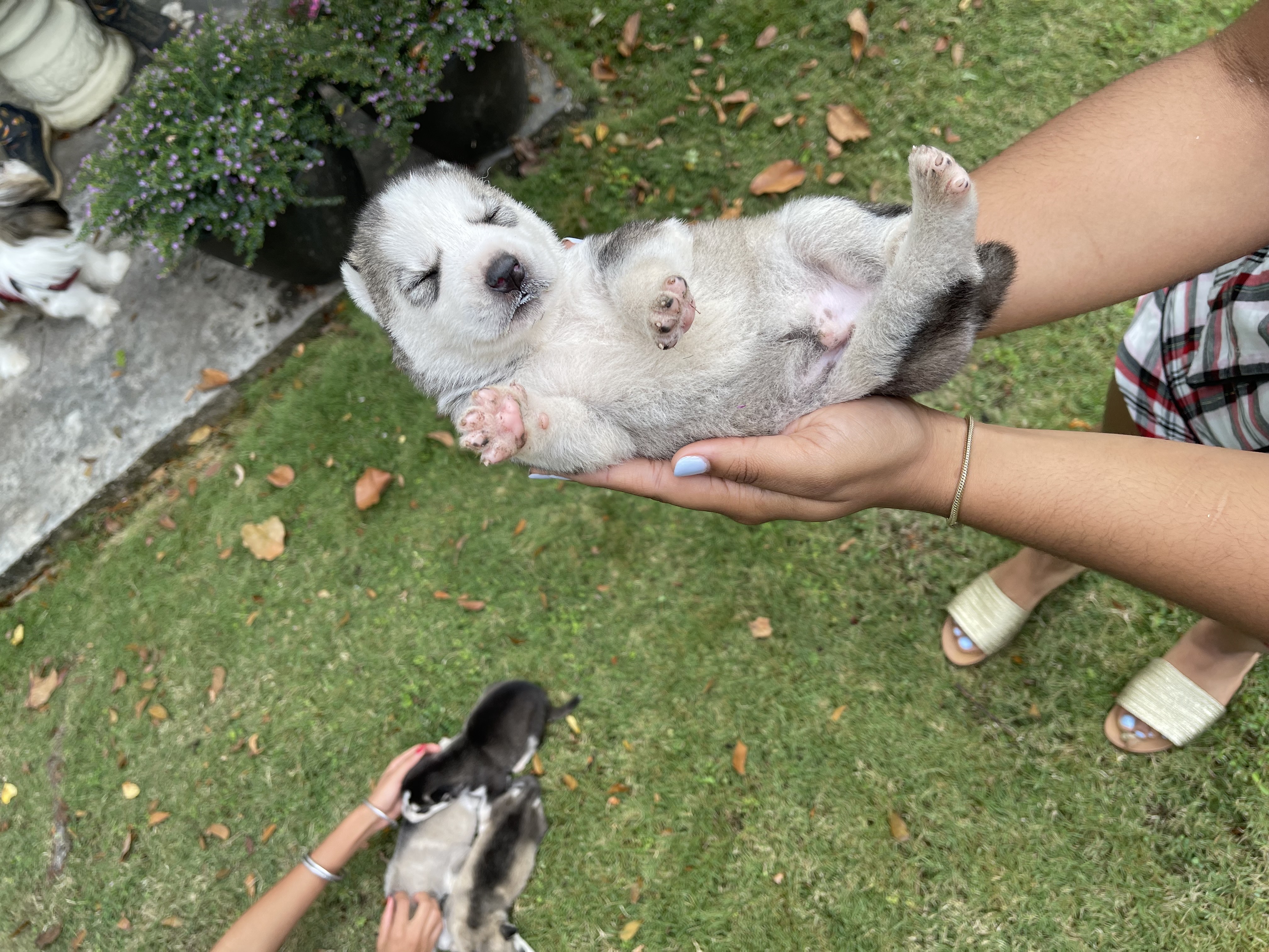 animales y mascotas - Husky siberiano  1