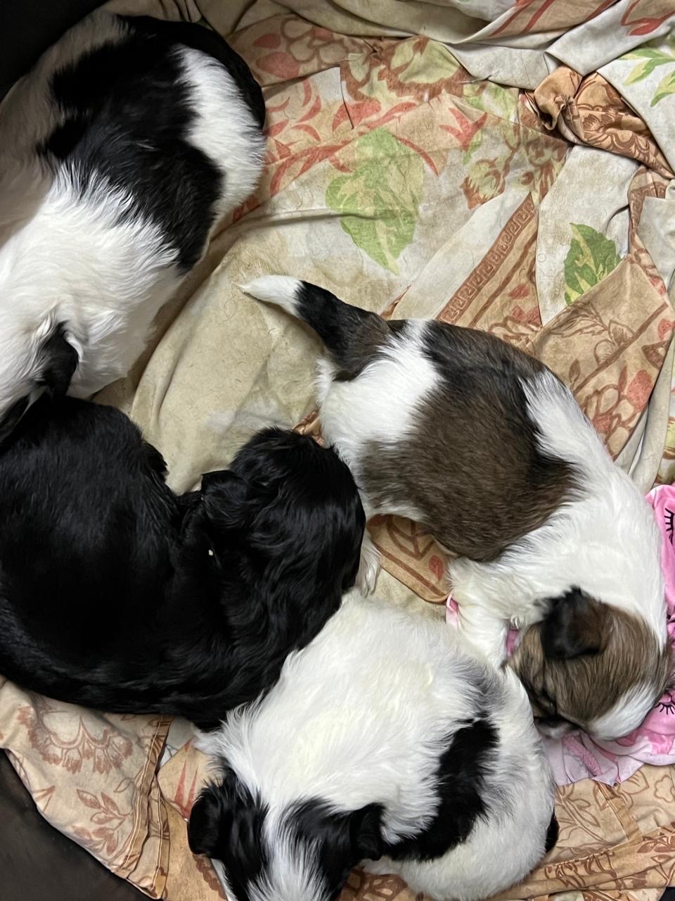 animales y mascotas - Shitzut varones y hembra  1