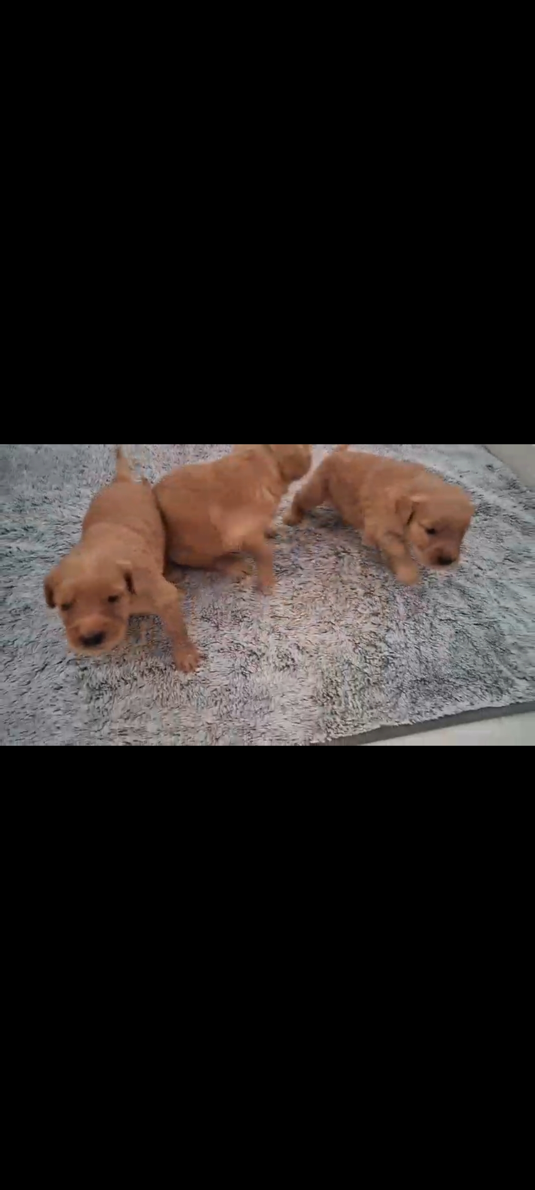 animales y mascotas - cachorros golden retriever ambos sexo  2