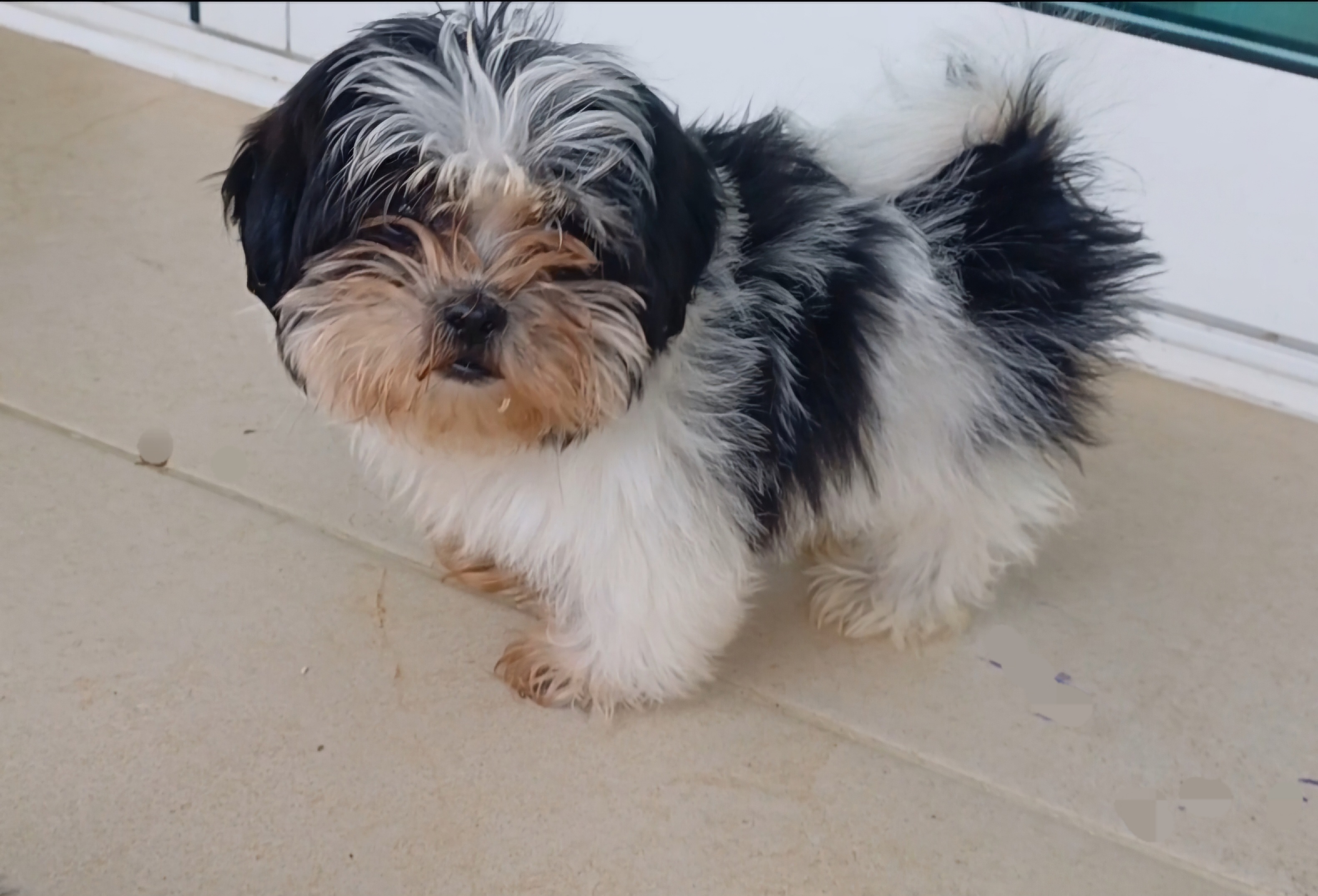 animales y mascotas - Cachorro Shih Tzu 0