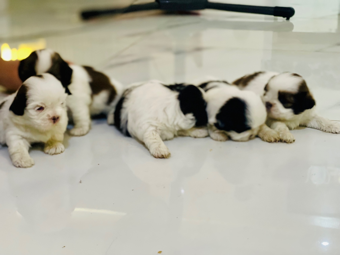 animales y mascotas - Perritos Shih tzu mini  6