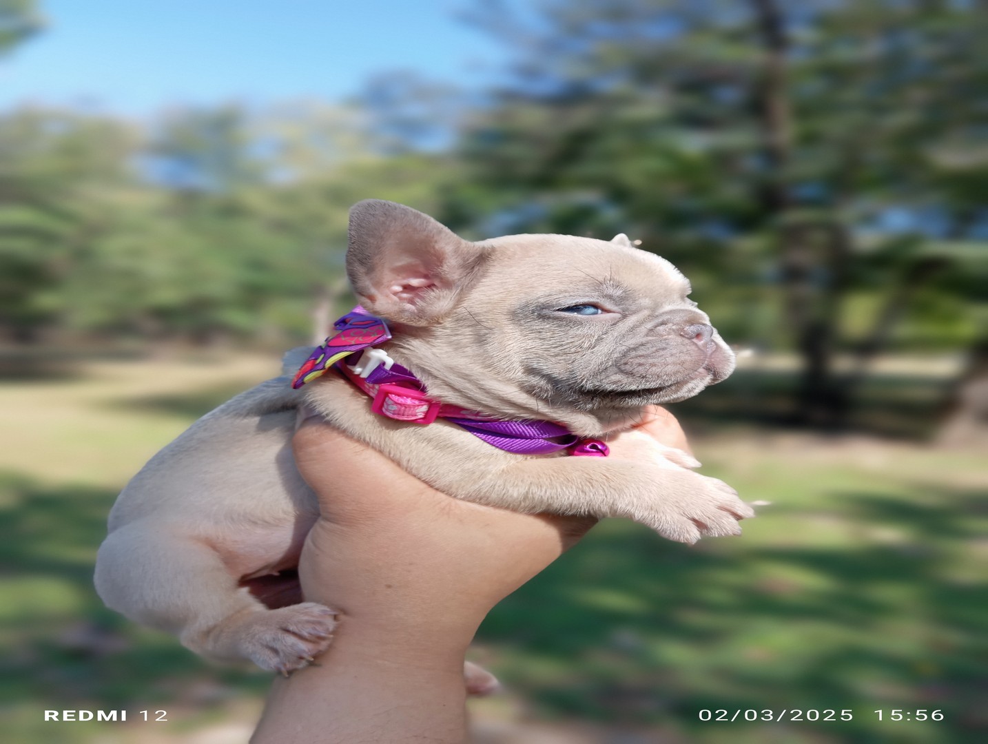 animales y mascotas - hermoso bulldog frances  macho y hembra 0